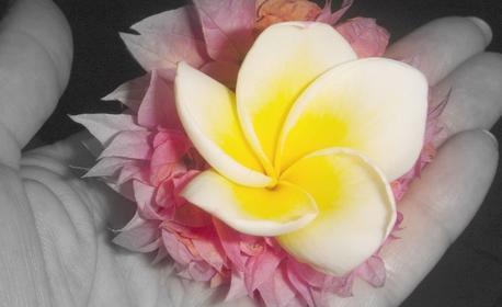 Blume TBH